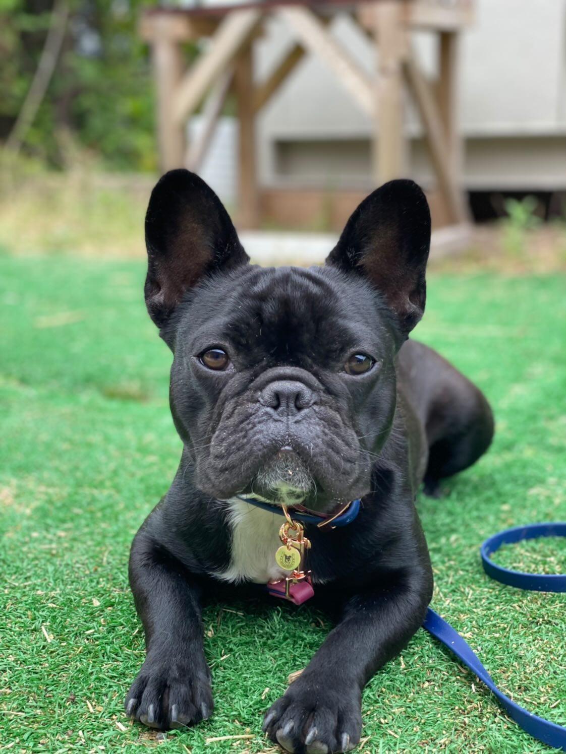 BERRY FRUIT Cafe Leash